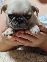 Otis Man Fawn Boy, a male Pug for sale in Salina, KS – 10 of 10