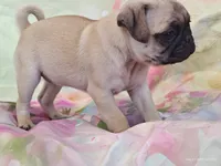 Merida , a female Pug for sale in Salina, KS – 8 of 10