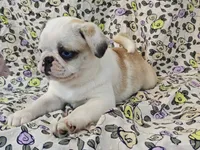 Aurora, a female Pug for sale in Salina, KS – 10 of 10