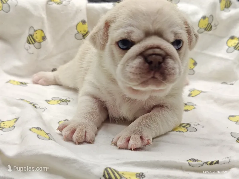 Doug the Pug Boy – Pug puppy for sale in Salina, KS