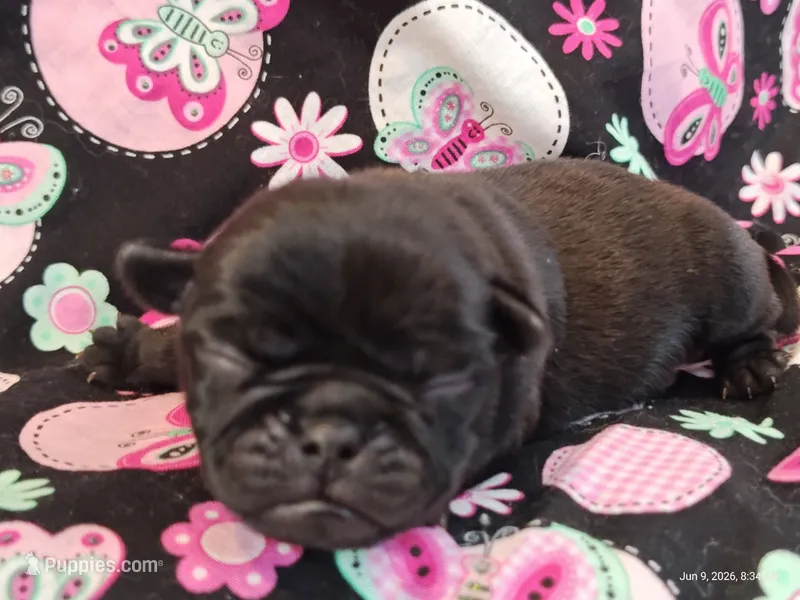 MINNIE – Pug puppy for sale in Salina, KS