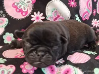 MINNIE, a female Pug for sale in Salina, KS – 1 of 10