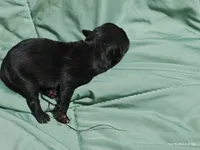 Katie Pug Love girl, a female Pug for sale in Salina, KS – 6 of 6