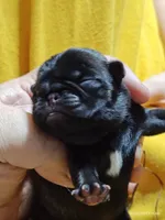 Waffles , a female Pug for sale in Salina, KS – 2 of 5
