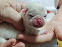 Lola Cream Pug Girl, a female Pug for sale in Salina, KS – 7 of 7