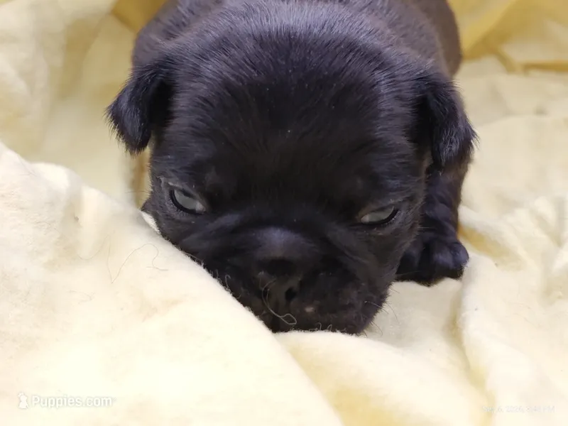 Pugsly Pug Man – Pug puppy for sale in Salina, KS