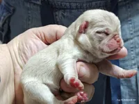 Doug the Pug Boy, a male Pug for sale in Salina, KS – 4 of 10