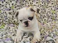 Aurora, a female Pug for sale in Salina, KS – 7 of 10