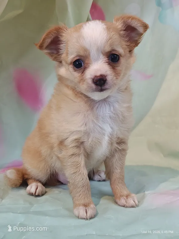 Nugget – Chihuahua puppy for sale in Salina, KS