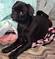 Hubert, a male Pug for sale in Salina, KS – 4 of 10