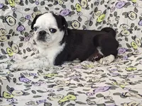 Flora, a female Pug for sale in Salina, KS – 8 of 10