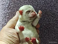 Doug the Pug Boy, a male Pug for sale in Salina, KS – 5 of 10