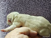 Doug the Pug Boy, a male Pug for sale in Salina, KS – 8 of 10