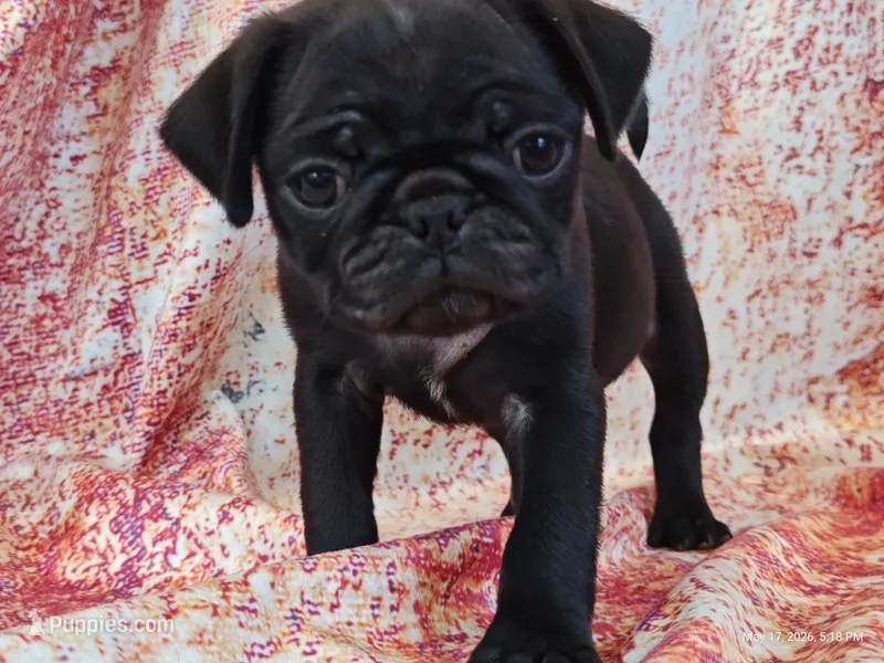 Hubert – Pug puppy for sale in Salina, KS