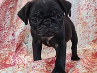 Hubert, a male Pug for sale in Salina, KS – 1 of 7