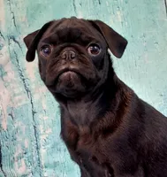Hubert, a male Pug for sale in Salina, KS – 6 of 10
