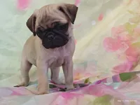 Merida , a female Pug for sale in Salina, KS – 6 of 10