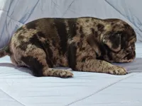 Valentino, a female Pug for sale in Salina, KS – Photo 10 of 10