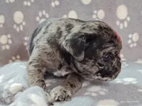 Valentino, a female Pug for sale in Salina, KS – Photo 5 of 10