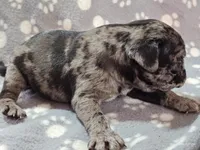 Valentino, a female Pug for sale in Salina, KS – Photo 9 of 10