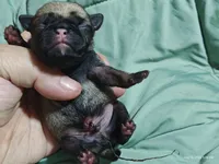 Buster the Perfect Pug Boy, a male Pug for sale in Salina, KS – 2 of 6