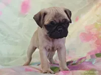 Merida , a female Pug for sale in Salina, KS – 4 of 10