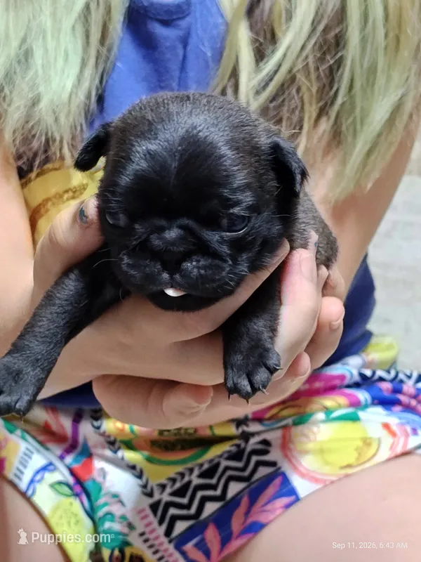 Waffles  – Pug puppy for sale in Salina, KS
