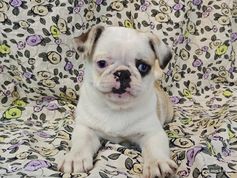 Aurora – Pug puppy for sale in Salina, KS