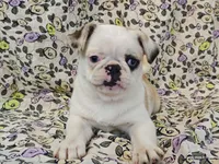 Aurora, a female Pug for sale in Salina, KS – 1 of 10