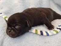 MICKEY, a male Pug for sale in Salina, KS – 9 of 10