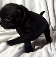 Katie Pug Love girl, a female Pug for sale in Salina, KS – 9 of 10