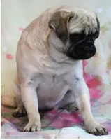 Waffles, a female Pug for sale in Salina, KS – Photo 5 of 6