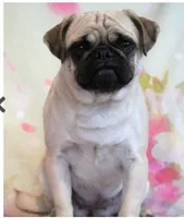 Waffles, a female Pug for sale in Salina, KS – Photo 3 of 6