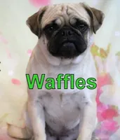 Waffles, a female Pug for sale in Salina, KS – Photo 6 of 6