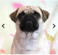 Waffles, a female Pug for sale in Salina, KS – Photo 1 of 6