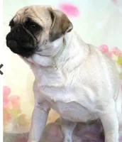 Waffles, a female Pug for sale in Salina, KS – Photo 4 of 6
