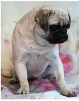 Waffles, a female Pug for sale in Salina, KS – Photo 2 of 6