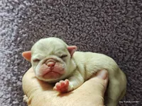 Doug the Pug Boy, a male Pug for sale in Salina, KS – 3 of 10