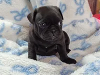 Kittie, a female Pug for sale in Salina, KS – Photo 7 of 10