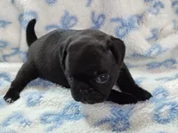 Kittie, a female Pug for sale in Salina, KS – Photo 9 of 10