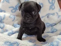 Kittie, a female Pug for sale in Salina, KS – Photo 8 of 10