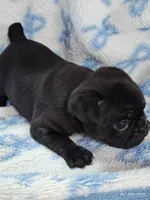 Kittie, a female Pug for sale in Salina, KS – Photo 4 of 10