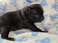 Kittie, a female Pug for sale in Salina, KS – Photo 10 of 10