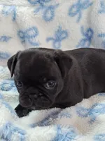 Kittie, a female Pug for sale in Salina, KS – Photo 2 of 10