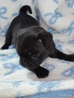 Kittie, a female Pug for sale in Salina, KS – Photo 5 of 10