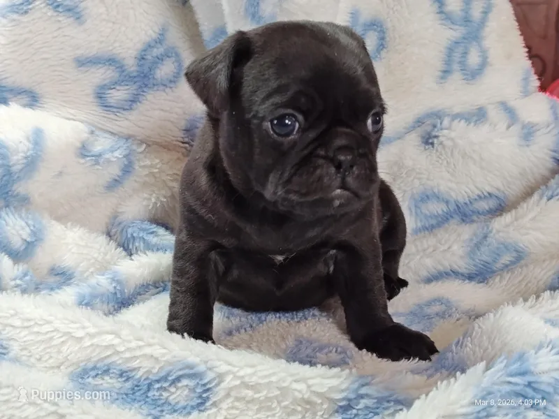Kittie – Pug puppy for sale in Salina, KS