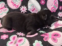 MINNIE, a female Pug for sale in Salina, KS – 4 of 10