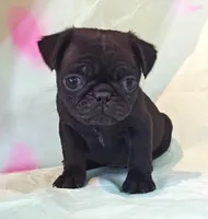 BABBS, a female Pug for sale in Salina, KS – 5 of 8