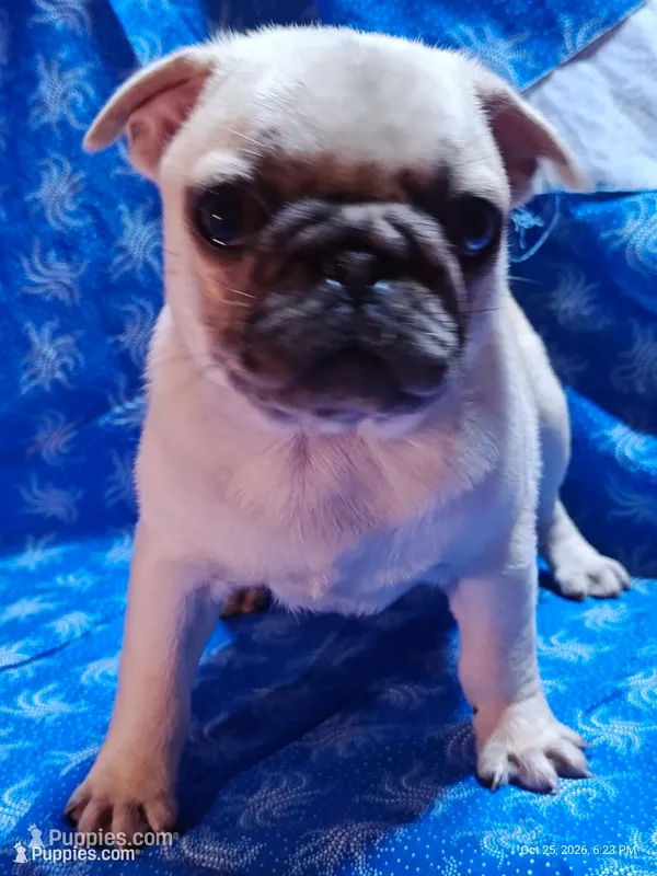 Otis Blue Eye Boy – Pug puppy for sale in Salina, KS