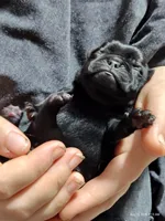 Mochi Missy Black Pug Girl, a female Pug for sale in Salina, KS – 3 of 3